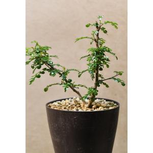 オペルクルカリア デカリー 実生株 株姿おまか...の詳細画像5