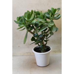 花月 金の成る木 4号鉢 多肉植物 観葉植物 縁起の良い植物