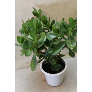 花月 金の成る木 4号鉢 多肉植物 観葉植物 ...の詳細画像1