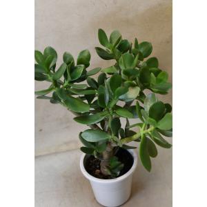 花月 金の成る木 4号鉢 多肉植物 観葉植物 ...の詳細画像2