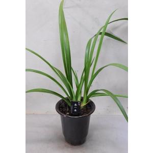 和蘭 苗の商品一覧 通販 Yahoo ショッピング