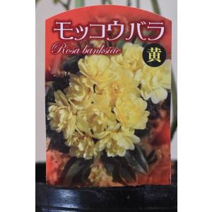 モッコウバラ 苗 の商品一覧 花 ガーデニング 通販 Yahoo ショッピング
