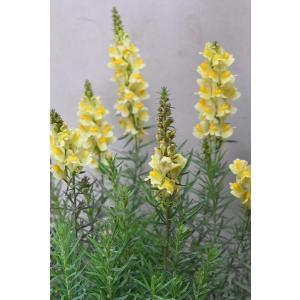 宿根草リナリア 花 ガーデニング の商品一覧 通販 Yahoo ショッピング