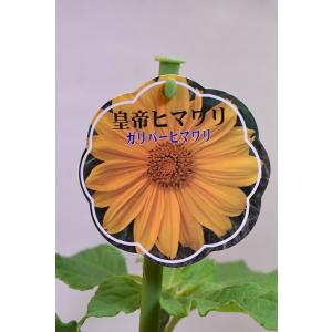 ひまわり 苗の商品一覧 通販 Yahoo ショッピング