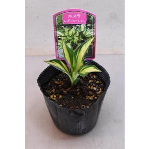 ギボウシ ホスタの商品一覧 通販 Yahoo ショッピング