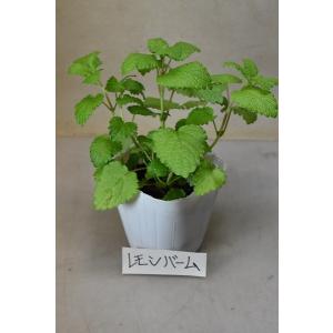 レモンバーム 苗の商品一覧 通販 Yahoo ショッピング