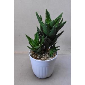 アロエ サボテン 多肉植物 の商品一覧 花 ガーデニング 通販 Yahoo ショッピング