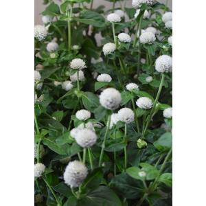 センニチコウ 花の商品一覧 通販 Yahoo ショッピング