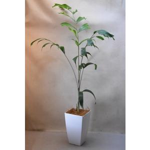 金井園芸 その他の観葉植物（観葉植物）｜yahooショッピング 