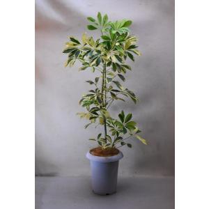 ホンコンカポックハッピーイエロー 観葉植物 の商品一覧 花 ガーデニング 通販 Yahoo ショッピング