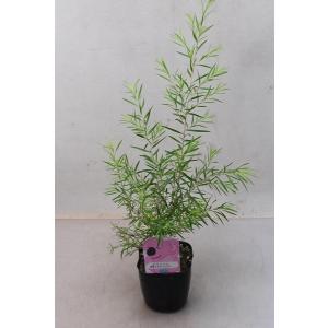 ティーツリー 苗の商品一覧 通販 Yahoo ショッピング