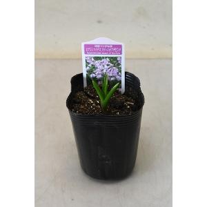 ヒヤシンス 球根 ピンクの商品一覧 通販 Yahoo ショッピング