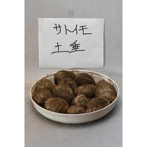 サトイモ 土垂 種 1キログラム