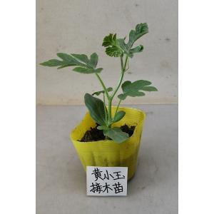 小玉スイカ 黄小玉 接木苗 野菜苗