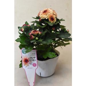 ポットマム 花 ガーデニング の商品一覧 通販 Yahoo ショッピング