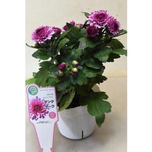 ポットマム 花 ガーデニング の商品一覧 通販 Yahoo ショッピング