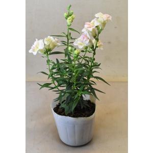 花の苗 花種類 金魚草 苗 花 ガーデニング 通販 Yahoo ショッピング