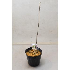 コシアブラ 苗木 3.5号ポット 山菜