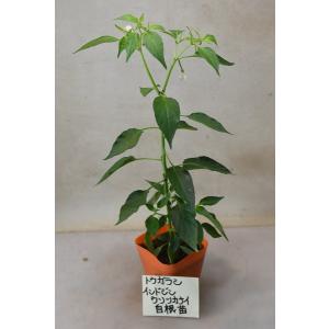 トウガラシ インドジンウソツカナイ 自根苗
