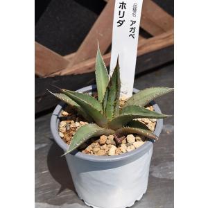 アガベ ポタトラム 王妃雷神錦白中斑 2.5号ポット : 金井園芸 - 通販