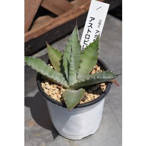 ダシリリオン ロンギシマム 5号ポット : 金井園芸 - 通販 - Yahoo