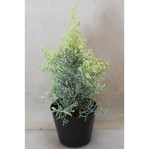 コニファー 『 ムーングロー 』 15cmポット苗 : 花と緑の専門店 土っ子