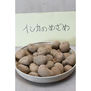 ジャガイモ インカのめざめ 種芋 1kg