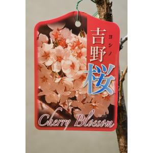 一重咲枝垂れ桜 苗木 5号ポット 花木 桜 : 金井園芸 - 通販 - Yahoo