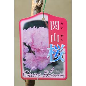 クリスマスローズ開花株 DD多弁咲き分け絞り咲き 281 現品限り : 金井