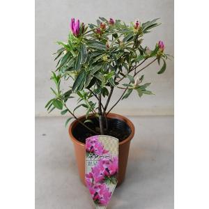 クリスマスローズ開花株 DDグロッシーカラー☆グロスレッド 015 現品