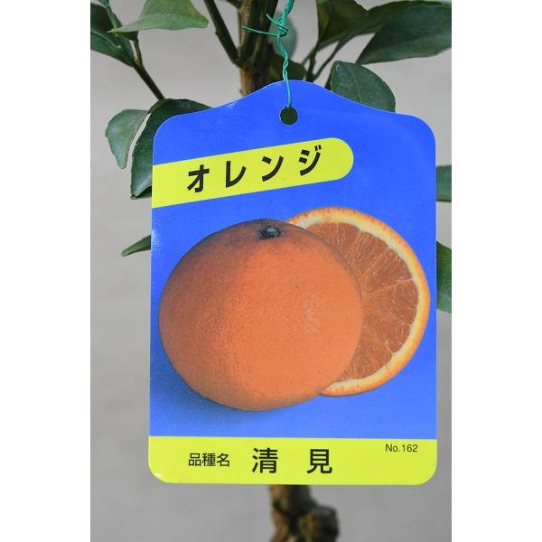 清美オレンジ 接木苗 6号ポット 果樹 柑橘類
