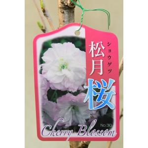 クリスマスローズ開花株 DDグロッシーカラー☆グロスレッド 140 現品