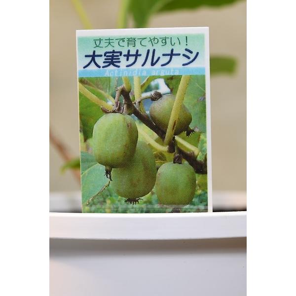 大実サルナシ 苗木 5号鉢 果樹