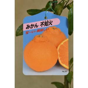 □優良2年生大苗□ デコポン 苗木 【デコポン （不知火）】 2年生大苗