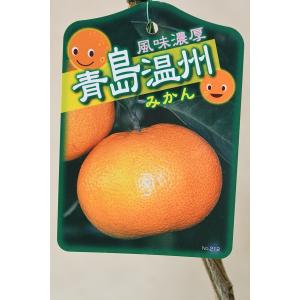 ドット 日向夏 ニューサマーオレンジ 5年生 苗木 ドット 日向夏 ニューサマーオレンジ 5年生 苗木 日向夏（ニューサマー
