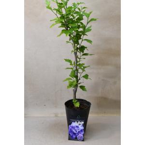 ムクゲ 紫玉 苗木 5号ポット 花木