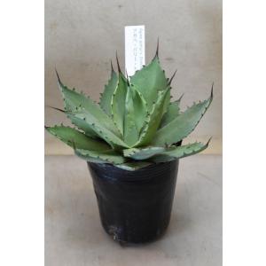 日本花キ流通 多肉植物 caアガベ メディオピクタアルバ 多肉植物