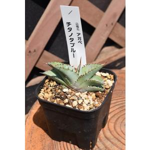 斑入り アガベ アテナータ レイオブライト 4号 ポット 多肉植物 観葉