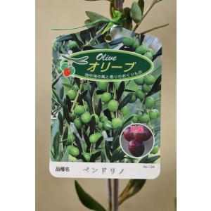 オリーブ アルベキナ 3.5号ポット 果樹 : 金井園芸 - 通販 - Yahoo