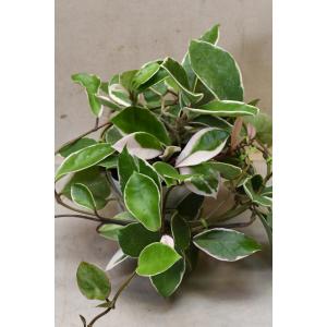 観葉植物 ホヤ カルノーサ リップカラー3‐3.5号ポット苗 : 園芸ネット