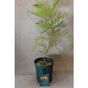 お値下げ！グレビレア　バンクシー グレビレア バンクシー 7号ポット大苗 : 苗木部 花ひろば