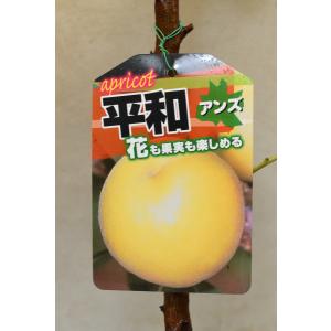 日本花キ流通 予約販売 ぶどう 苗 マスカットノワール 10.5cmポット