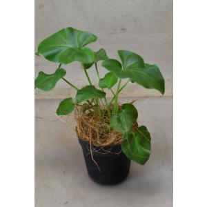 観葉植物：ドラセナ ゴールディアナ*ゴルディアーナ 5号 プラポット