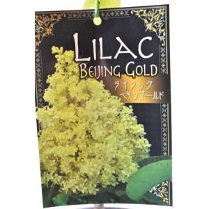 ライラック ペキンゴールド 苗木 4.5号 花木
