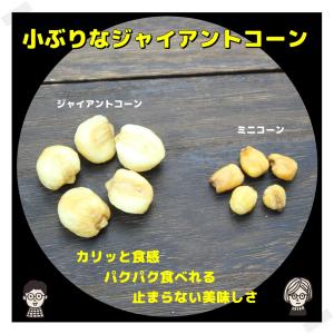 ミニコーン しお味 たっぷりサイズ500g ミ...の詳細画像2