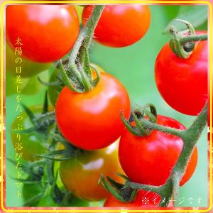 ドライトマト 500g ミニトマト丸ごと 半生...の詳細画像1