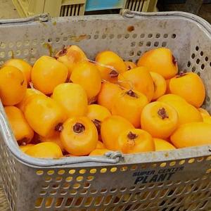 ≪サカイダフルーツ≫オリジナルコラボリキュール...の詳細画像2