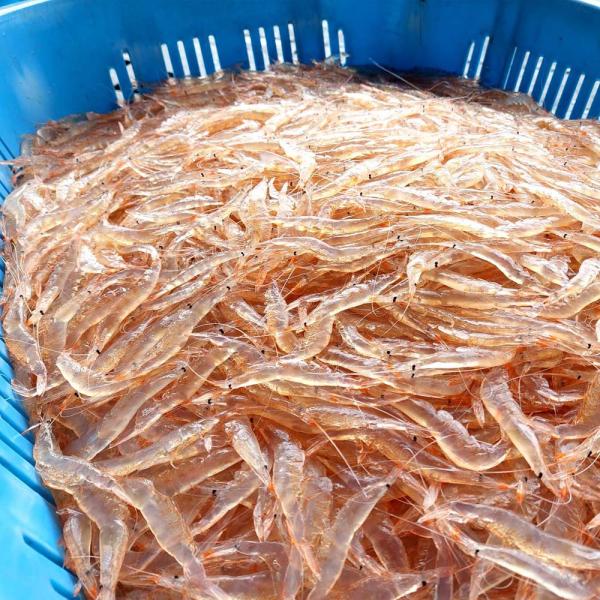 ≪棚辺水産≫白えび殻付き 150g【お取り寄せ 富山湾 日本海 昆布〆】