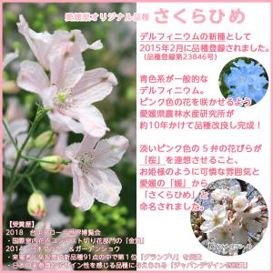 デルフィニウムピンク色の商品一覧 通販 Yahoo ショッピング