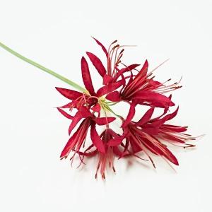 ネリネ リコリス 八重咲彼岸花(造花・アートフ...の詳細画像2